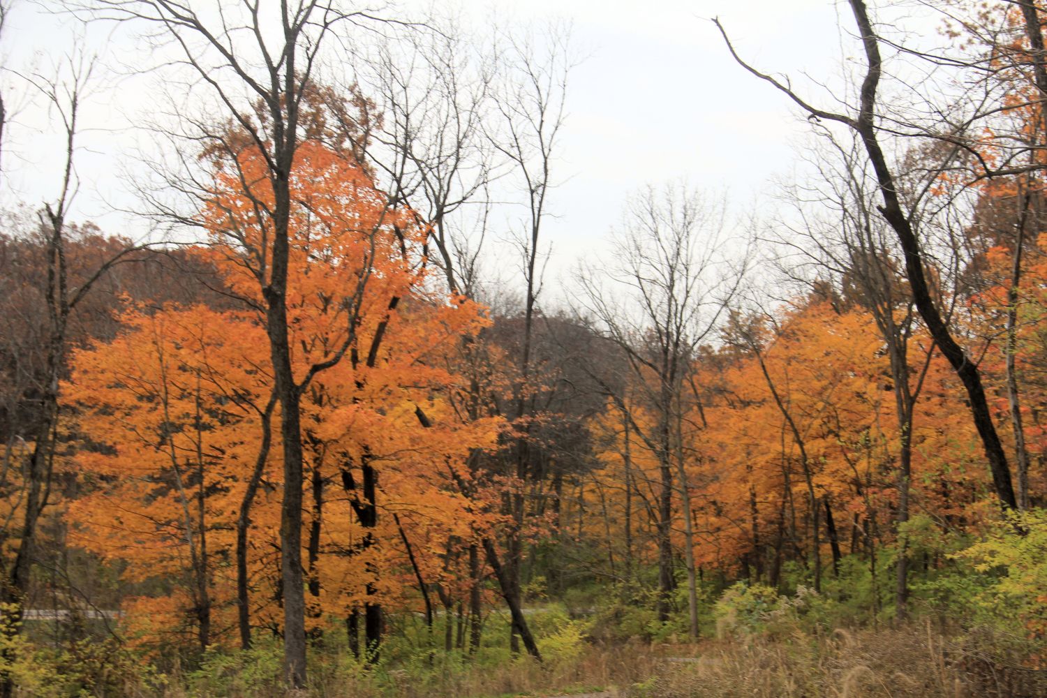 Rock Cut State Park